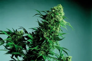 cannabis indica