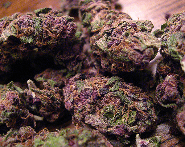 Purple Haze 2