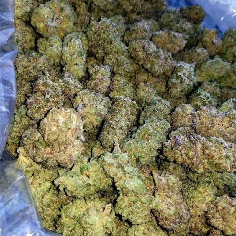 gg4