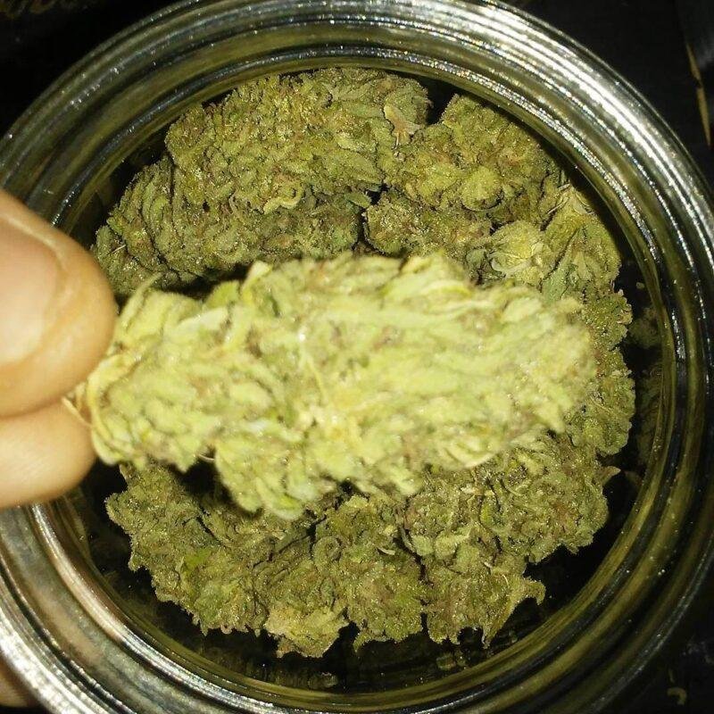 mango cannabis